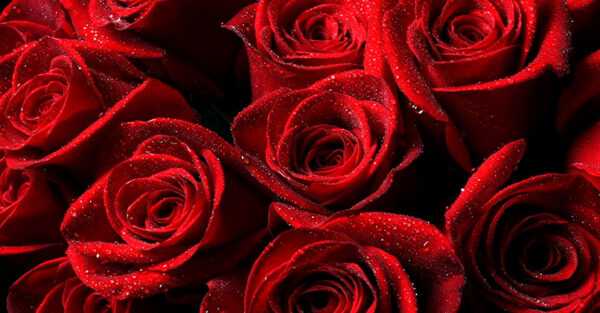 Красные розы – символ Афродиты
